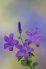 USA, Washington State, Seabeck. Adria bellflower close-up. Art Print